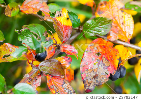 Bright colorful autumn leaves, macro Bright colorful autumn leaves, macro 25782147