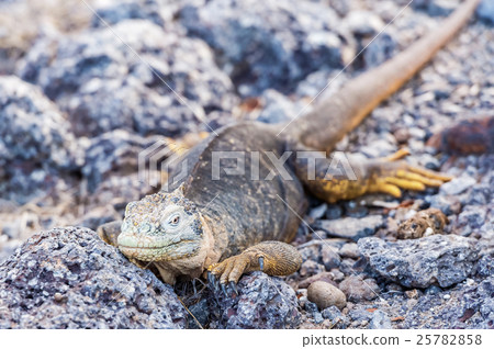 Wild land iguana on Santa Fe island in Galapagos Wild land iguana on Santa Fe island in Galapagos 25782858