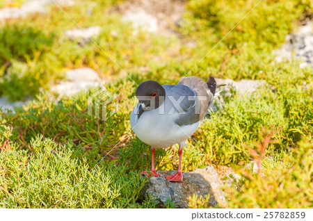 Swallow tailed gull from Galapagos Swallow tailed gull from Galapagos 25782859