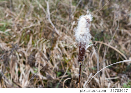 Bulrush plants in the swamp 25783627