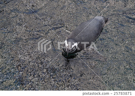 top view on penguin in dark water 25783871