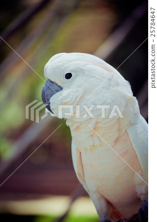Parrot 25784647