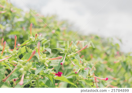 四點整 秘魯的奇蹟 紫茉莉 25784899