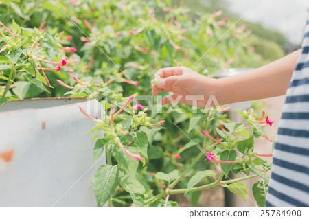 秘魯的奇蹟 紫茉莉 女生 25784900
