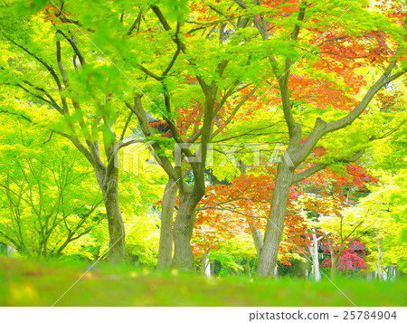 新鮮的綠色和紅色木頭 25784904