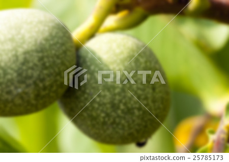 unripe green walnuts 25785173