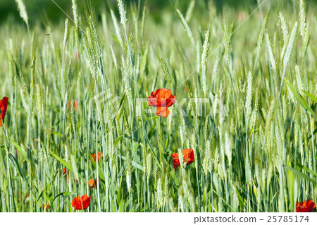 blooming red poppies 25785174