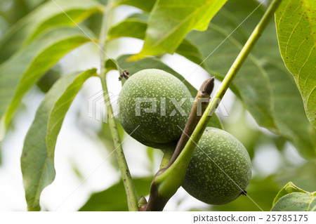 unripe green walnuts 25785175