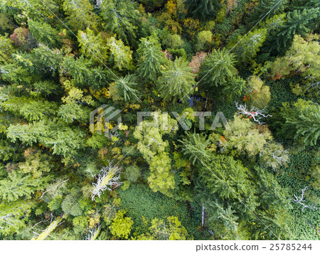 森林的空中拍攝（真正的鳥瞰圖） 25785244