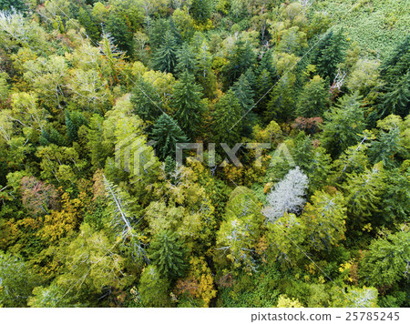 森林的航拍照片 森林的航拍照片 25785245