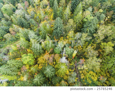 森林的空中拍攝(真正的鳥瞰圖) 森林的空中拍攝(真正的鳥瞰圖) 25785246