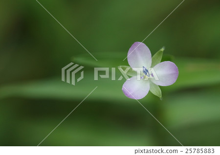 Natural plant botany, petal pink to white gradation, stamen blue beautiful Natural plant botany, petal pink to white gradation, stamen blue beautiful 25785883