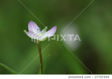 Natural plant wormwood, small flowers less than a centimeter. It is a beautiful flower though it is treated as weeds on the waterside. 25785884