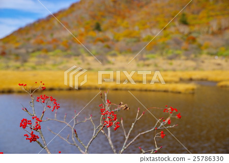 秋葉Akagiyama Marsh Wakamibuchi紅色水果和另一側的其他秋葉 秋葉Akagiyama Marsh Wakamibuchi紅色水果和另一側的其他秋葉 25786330