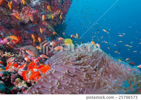 馬爾代夫海葵魚 25786573