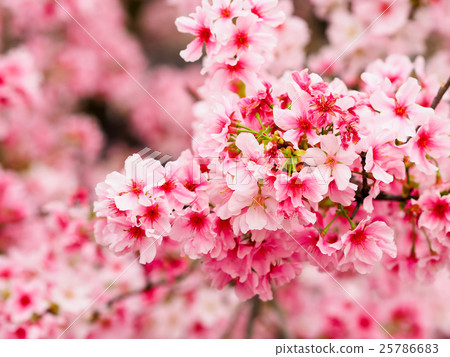 Cherry blossoms at Tianyuan Palace 25786683