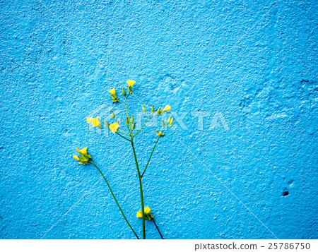 Blue background with small flowers 25786750