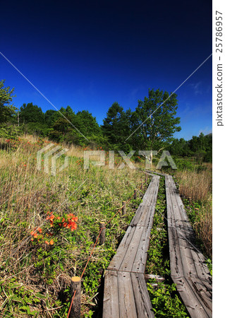 Spring Kirigamine Hachiagahara Marsh Spring Kirigamine Hachiagahara Marsh 25786957