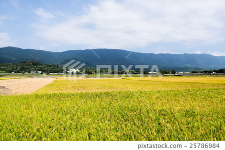 豐收的季節 25786984