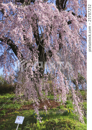 Cherry blossoms of Nakai field (Koriyama city) Cherry blossoms of Nakai field (Koriyama city) 25787252
