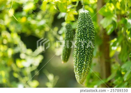 Bitter gourd 25789330