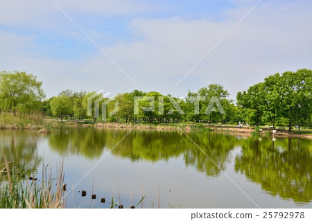 Fresh green Treed Park 25792978