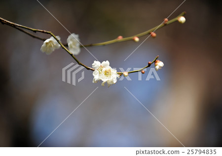 plum	 25794835