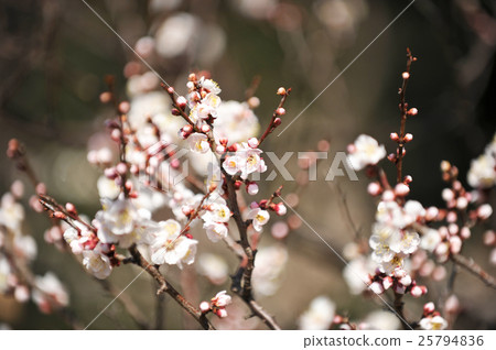 plum plum 25794836