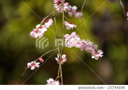 plum plum 25794896