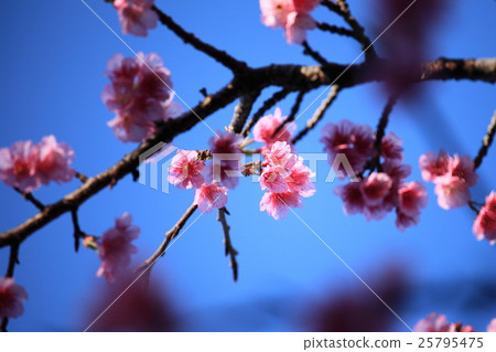 櫻花 25795475