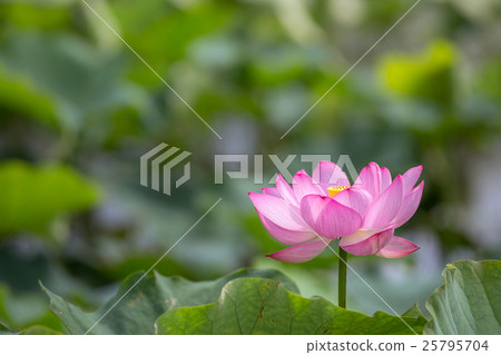 蓮花 蓮花 25795704