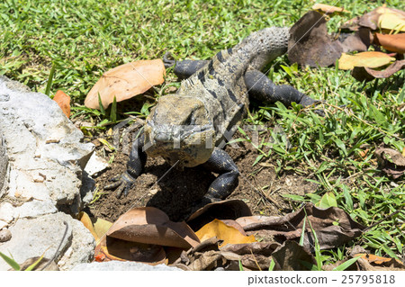 Iguana in the Caribbean 25795818