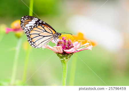 butterfly on flower 25796459