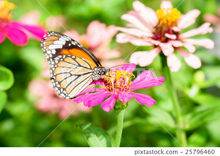 butterfly on flower 25796460