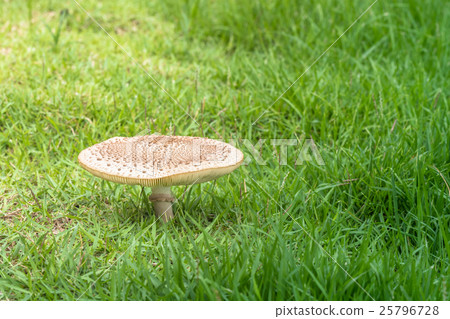 mushroom on greensward 25796728