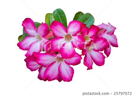 Adenium flower pink isolated, Clipping path 25797072