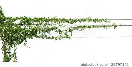 Vines on poles, plant isolated on white Vines on poles, plant isolated on white 25797101