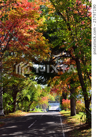 Autumnal leaves 'Here it is' Autumnal leaves 'Here it is' 25797190