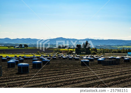 高地田野風景洋蔥收穫 高地田野風景洋蔥收穫 25798151
