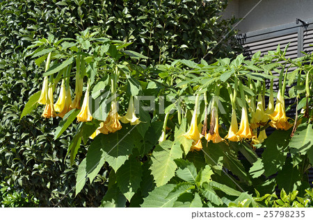 天使小號 25798235