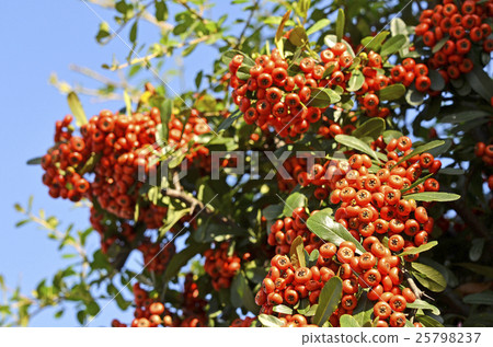 Pyracantha fruit Pyracantha fruit 25798237