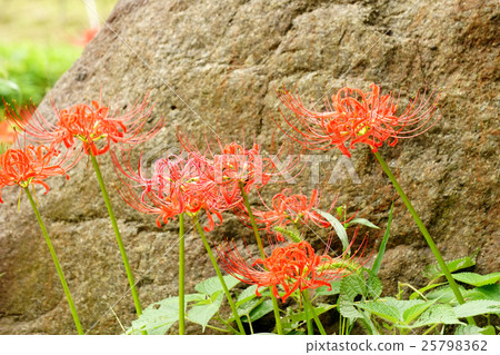 Cluster amaryllis 25798362