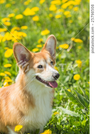 Young Welsh Corgi sitting in the grass Young Welsh Corgi sitting in the grass 25798508
