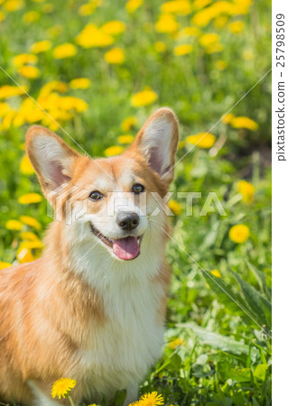 Welsh Kogri red color dog sitting in green grass Welsh Kogri red color dog sitting in green grass 25798509