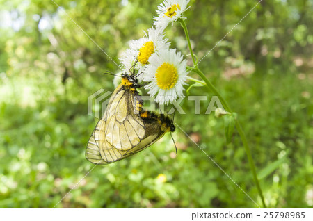 烏蘇巴族 25798985