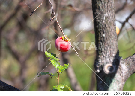 Persimmon remaining Persimmon remaining 25799325
