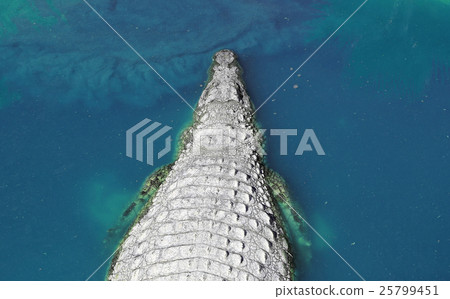 A closeup photo of a crocodile A closeup photo of a crocodile 25799451