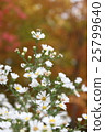 Autumn leaves 25799640