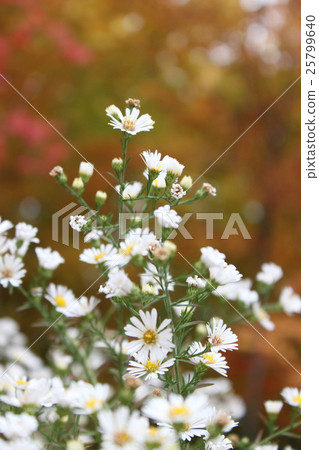 Autumn leaves 25799640