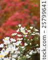 Autumn leaves and flowers 25799641